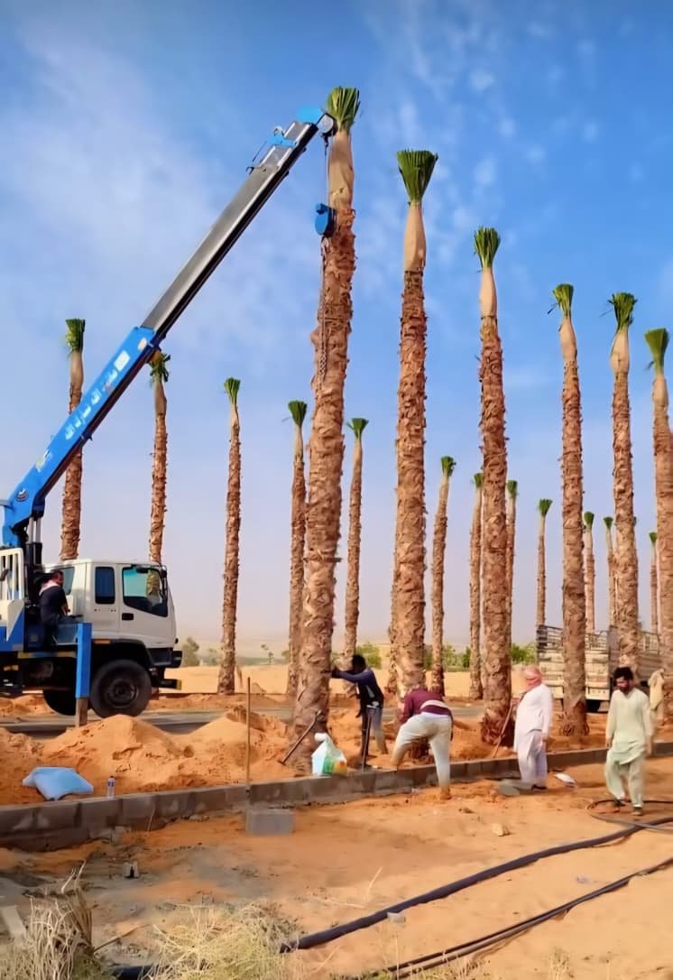 مزارع النخيل والخدمات الزراعية